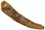 Bargain, Fossil Pterosaur (Siroccopteryx) Tooth - Morocco #299777-1